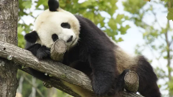 ZooParc de Beauval