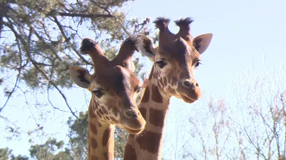 UNE SAISON AU ZOO