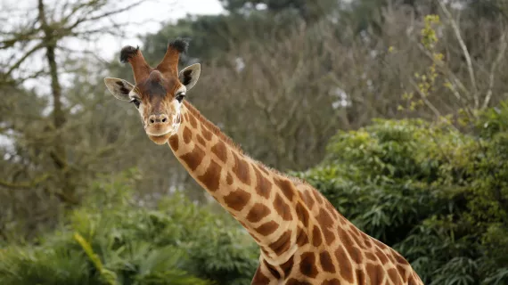 UNE SAISON AU ZOO
