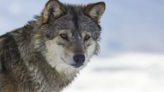 Loup de Gévaudan