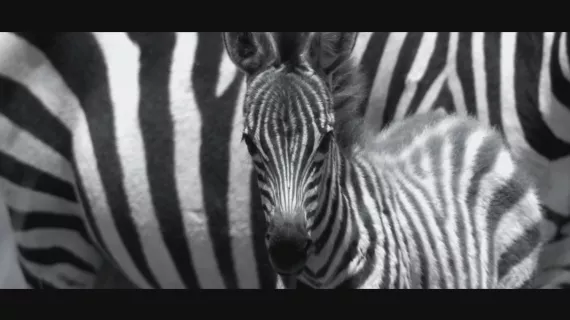 GRANDEURS NATURE