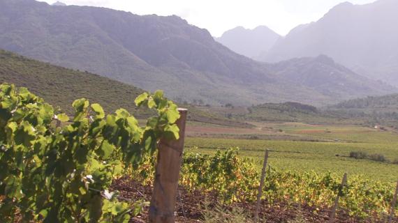 Focus sur la viticulture en Corse dans le documentaire de la collection Ghjenti réalisé par Cathy Rocchi "Les pieds dans les racines"