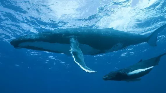 GRANDEURS NATURE : LE PEUPLE DES OCEANS