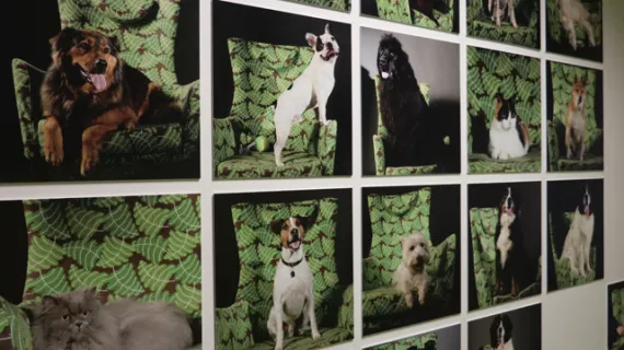 In situ les animaux, une fascination qui rapporte