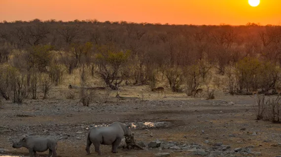 UNE SAISON DANS LA SAVANE