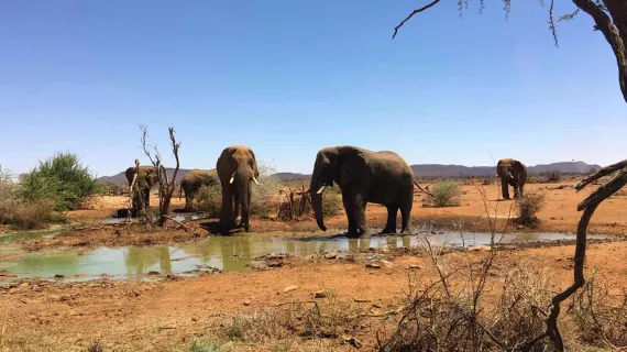Une saison dans la savane