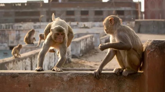 PLANETE ANIMALE 2