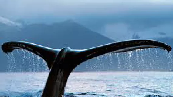 Sur la route des baleines