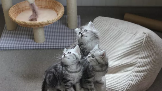 UNE VIE DE CHATON