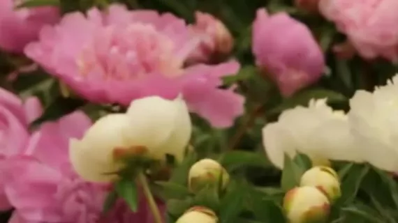 La guerre des fleurs