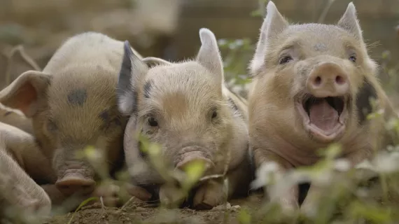 CINQ PETITS COCHONS