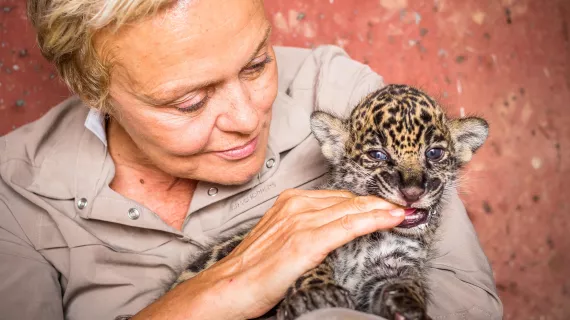 SUR LA TERRE DES JAGUARS © ANDY PARANT