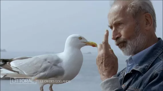 Le cri du goéland
