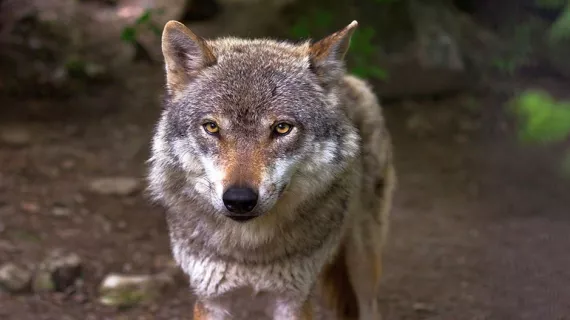 LOUP
