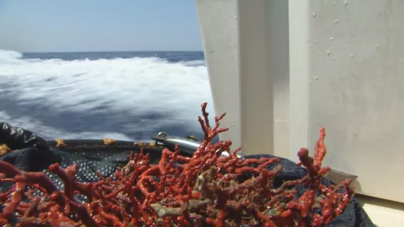 corail