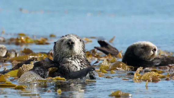 ANIMAUX TROP MIGNONS