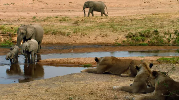 Les lionnes restent aux aguets sur la rive -® ZED ÔÇô 2018