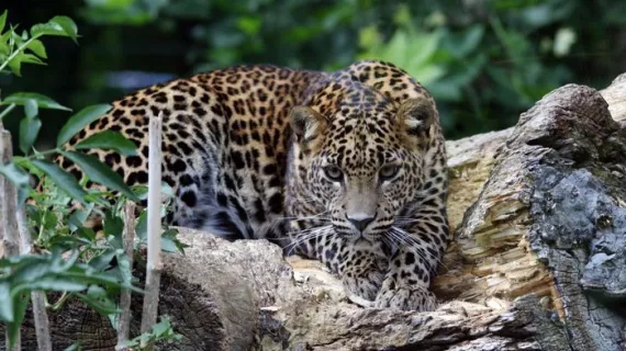 zoo de Maubeuge