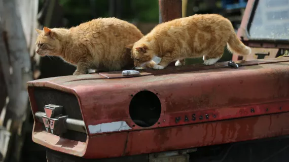 CHATS DES VILLES ET CHATS DES CHAMPS