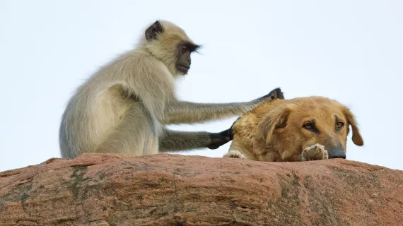 CAMERAS ESPIONS EN TERRE ANIMALE
