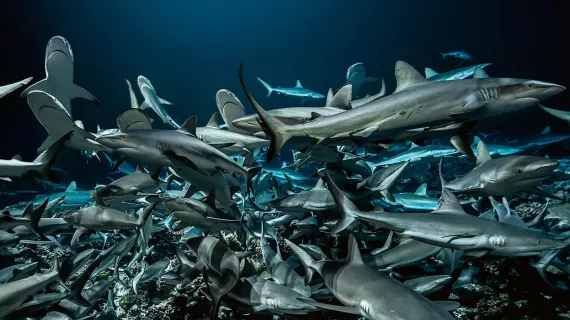 L'ATOLL AUX 700 REQUINS