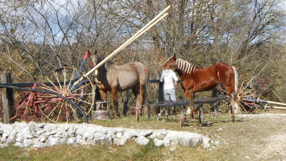 Les chevaux comtois