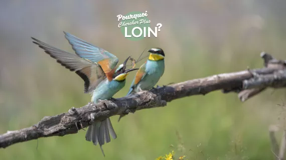 Pourquoi chercher plus loin - crédit FTV 