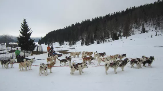 Chiens de traineaux