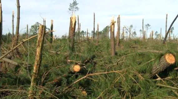 Forêt des Landes