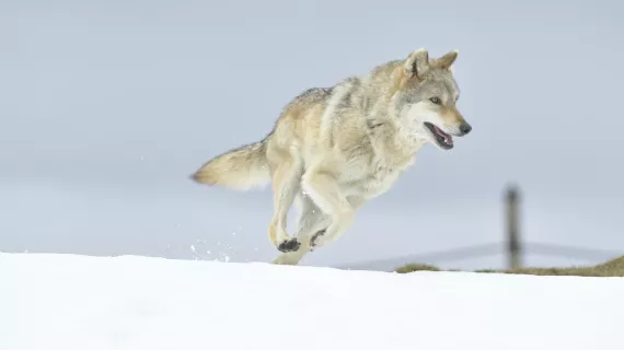 L'ODYSSÉE DU LOUP
