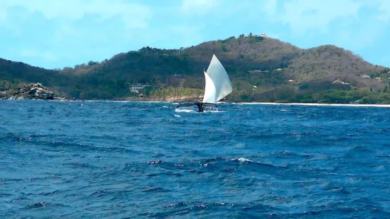 Quand passent les baleines