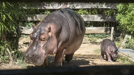 Hippopotame