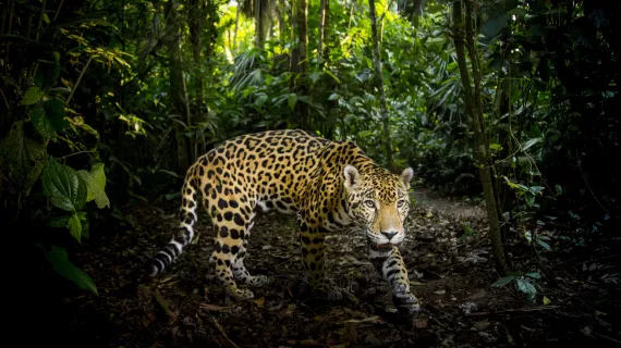 BIG CATS