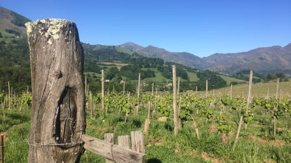 domaine Menta