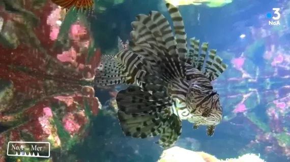 animaux marins