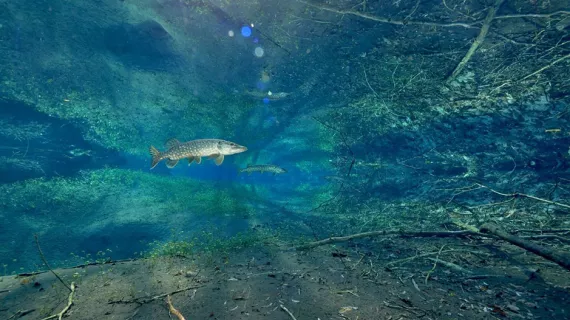 La biodiversité foisonnante de la plaine rhénane