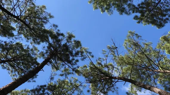 forêt des Landes
