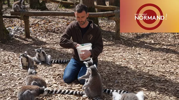 Vachement normand au zoo de Cerza