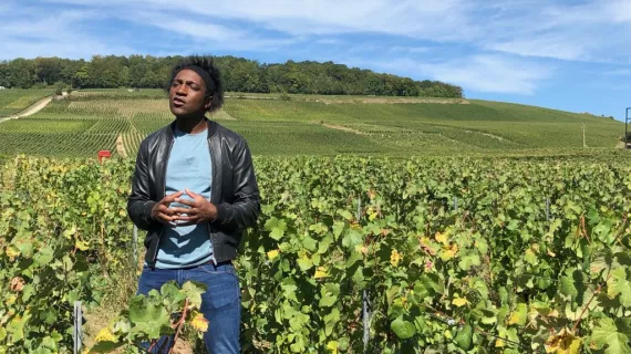 vignes