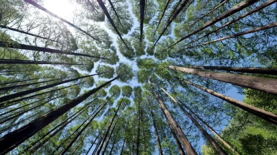 forêt