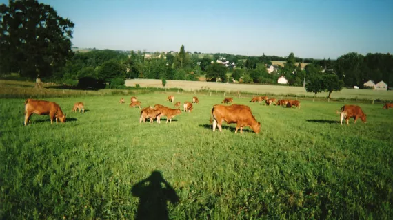 Depuis les champs