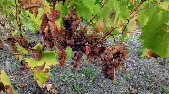 Saussignac