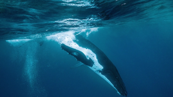 Au cœur des baleines ©Merapi Production