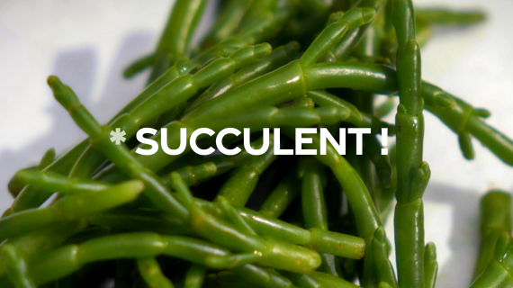 Succulent ! - La salicorne - CREDIT FTV
