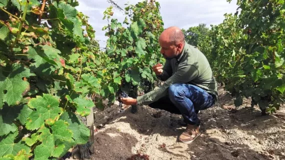 CC vendanges