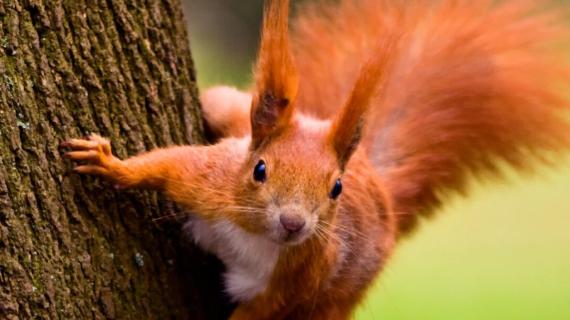 A la découverte de l'univers des écureuils, petits mammifères rongeurs agiles et sympathiques, dont les diverses espèces ont colonisé les quatre coins du monde.