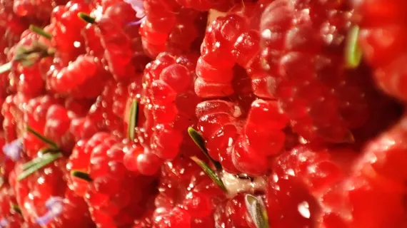 Framboises et romarin