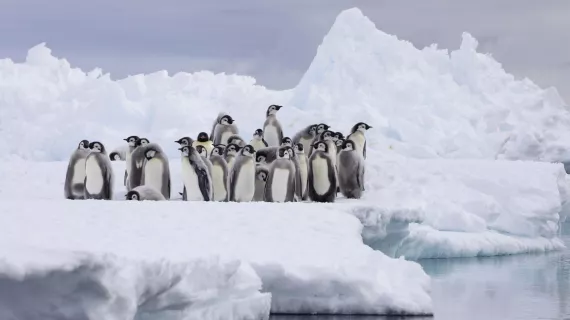 Royaumes de glace