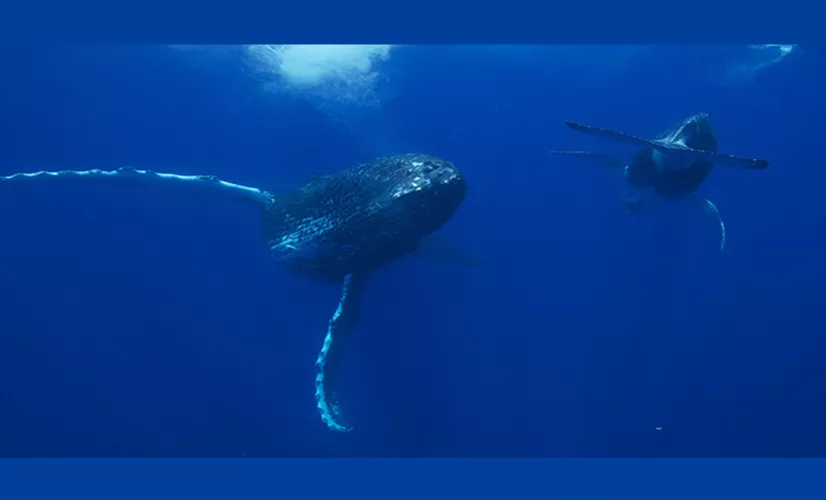 SUR LA ROUTE DES BALEINES SUR LA ROUTE DES BALEINES