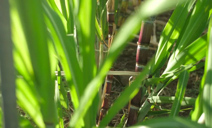 DE CANNE, DE SUCRE, ET DE RHUM